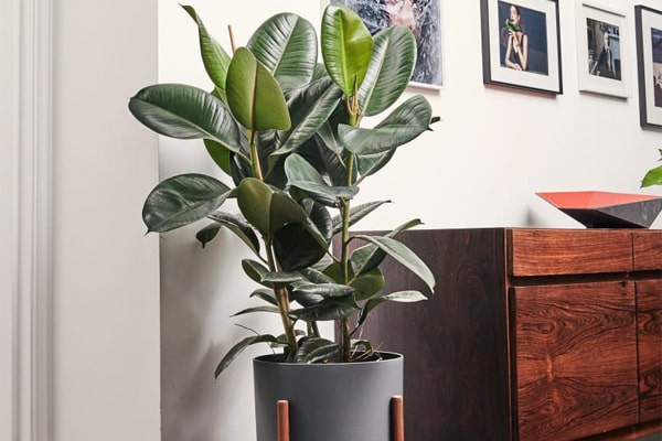 فیکوس الاستیکا